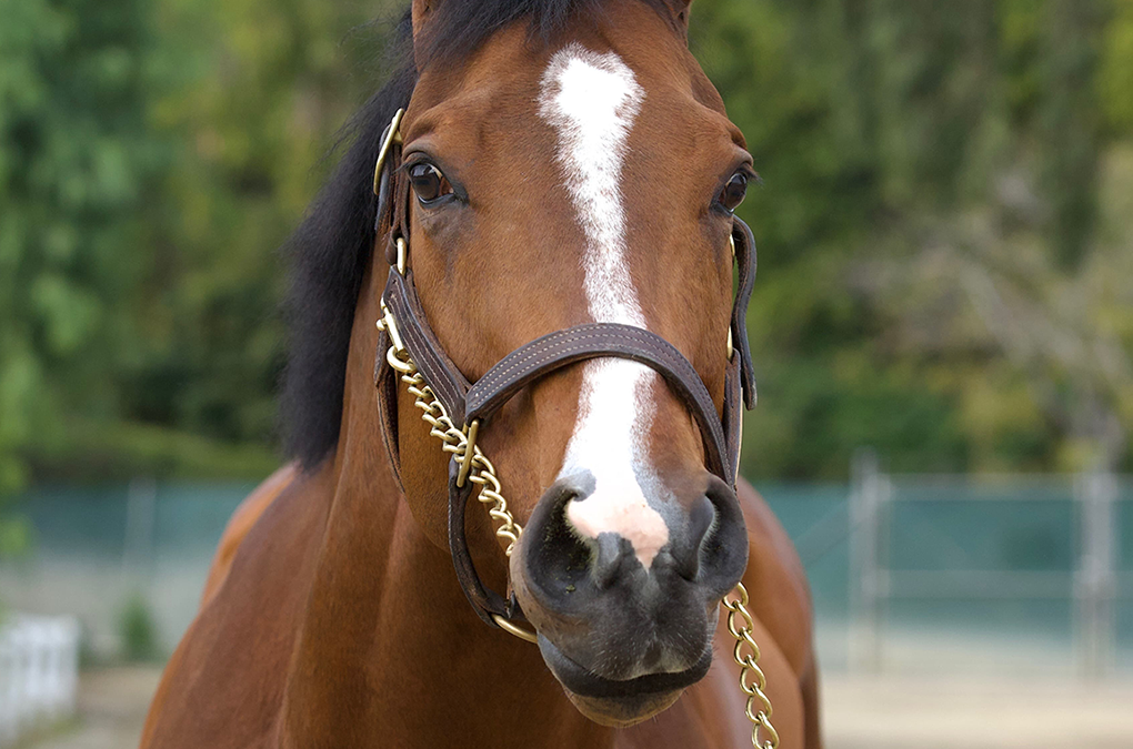 Run Fast Racing Proudly Hailed