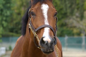 Run Fast Racing Proudly Hailed